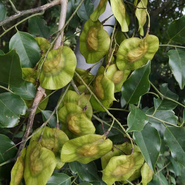 Red sandalwood/Rosewood seeds 1kg