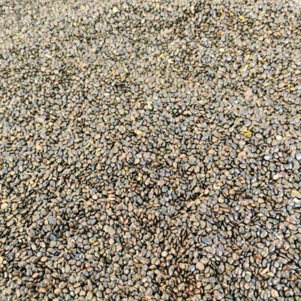 Acacia auriculiformis seeds/Acacia mangium seeds 1kg