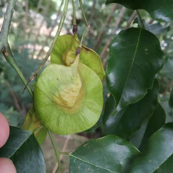 Red sandalwood/Rosewood seeds 1kg
