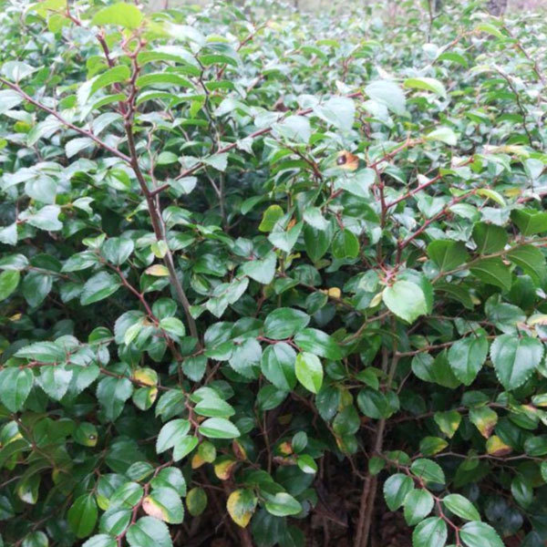 Paliurus ramosissimus seeds/Branchy Paliurus seeds