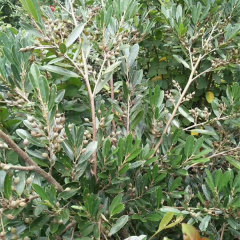 Distylium racemosum seeds/Distylium myricoides seeds 1kg