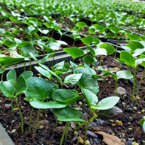 Terminalia mantaly seeds/Madagascar Almond seeds 1kg