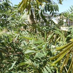 Tephrosia candida seeds/ White tephrosia seeds 1kg