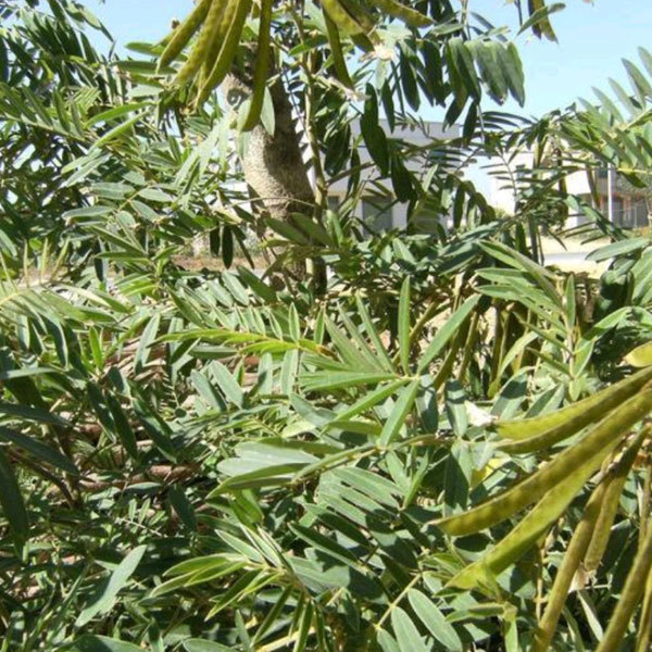 Tephrosia candida seeds/ White tephrosia seeds 1kg