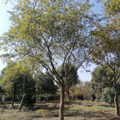Hackberry seeds/Celtis sinensis seeds