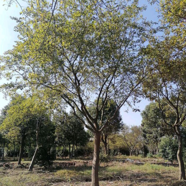 Hackberry seeds/Celtis sinensis seeds