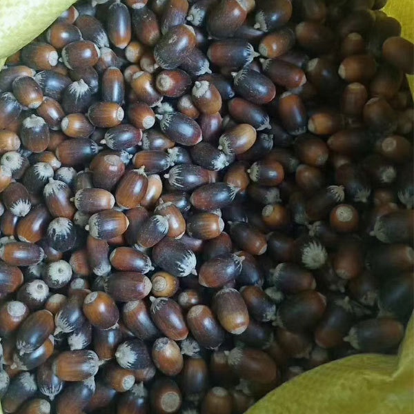 Cyclobalanopsis glauca seeds/Cyclobalanopsis oak seeds 1kg