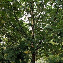 Liriodendron chinese seeds/Tulip tree seeds 1kg