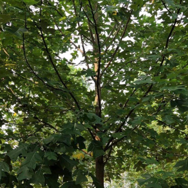 Liriodendron chinese seeds/Tulip tree seeds 1kg