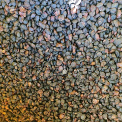 Manglietia insignis seeds 1kg