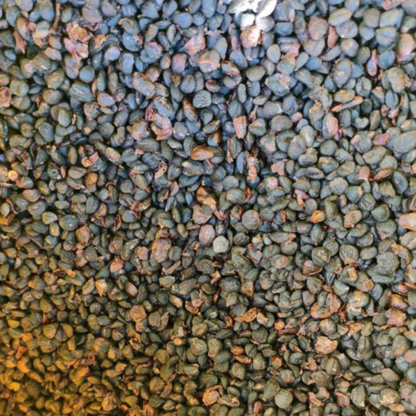 Manglietia insignis seeds 1kg