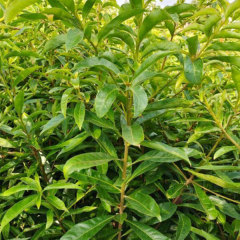 Schima superba/Schima wallichii choisy seeds 1kg