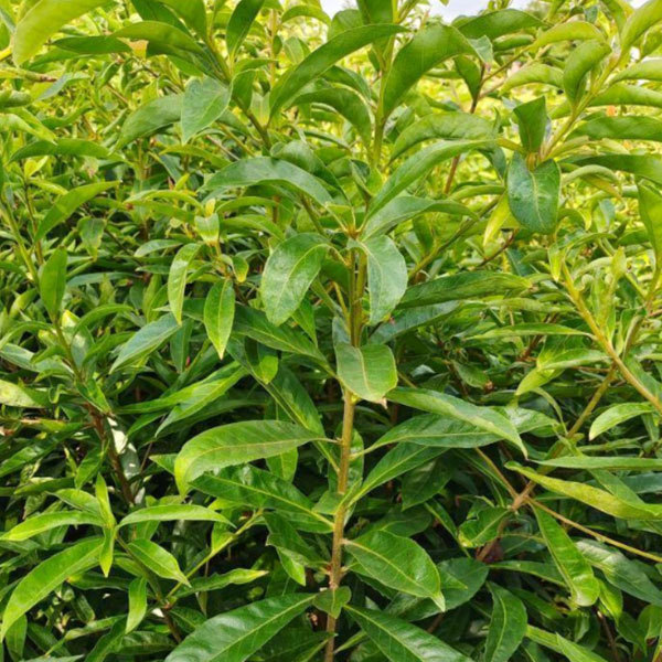 Schima superba/Schima wallichii choisy seeds 1kg