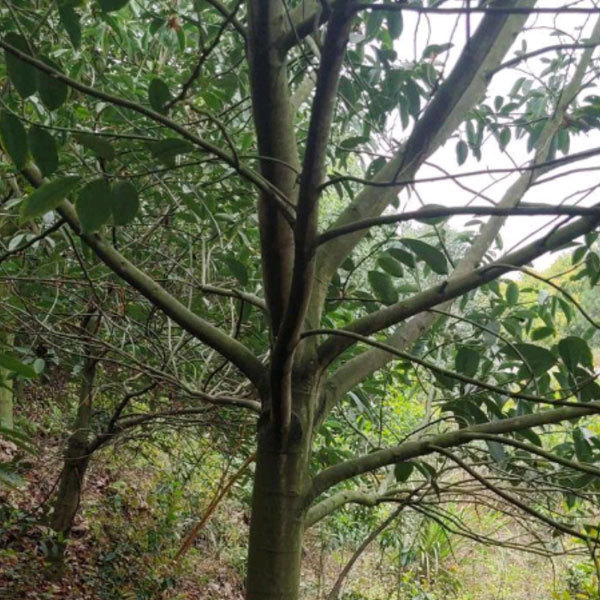 Michelia maudiae seeds 1kg