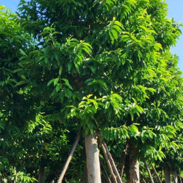 Michelia champaca seeds 1kg