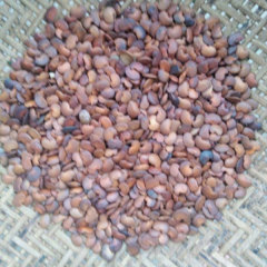 Dalbergia balansae seeds 1kg