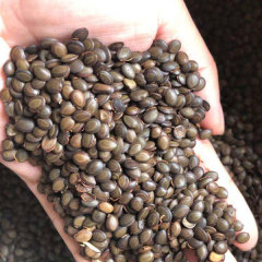Acacia confusa seeds/Mimosaceae Acacia confusa seeds 1kg