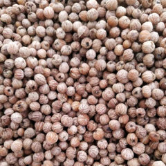 Bothrocaryum controversum seeds/Cornus controversa seeds 1kg