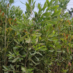 Acacia auriculiformis seeds/Acacia mangium seeds 1kg