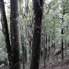 Illicium verum seeds 1kg