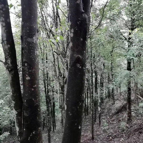 Illicium verum seeds 1kg