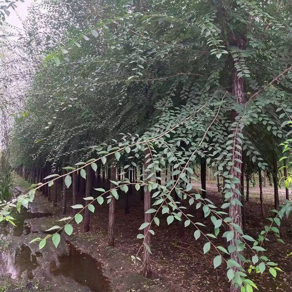 Ulmus pumila/White elm seeds 1kg