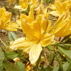 Rhododendron simsii seeds 1kg