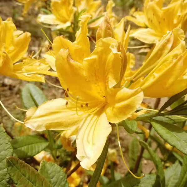 Rhododendron simsii seeds 1kg