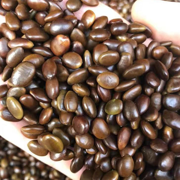 Gleditsia sinensis/Saponin seeds 1kg