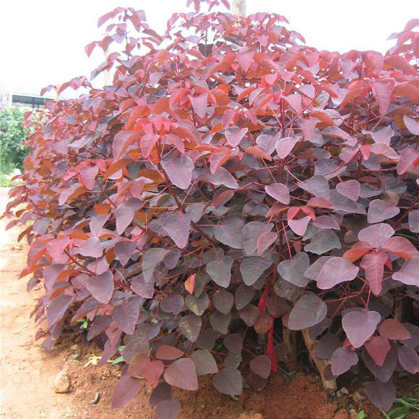 Cotinus coggygria Royal purple seeds 1kg
