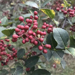 Sichuan Pepper seeds 1kg