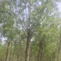 Fraxinus mandshurica/White ash seeds 1kg