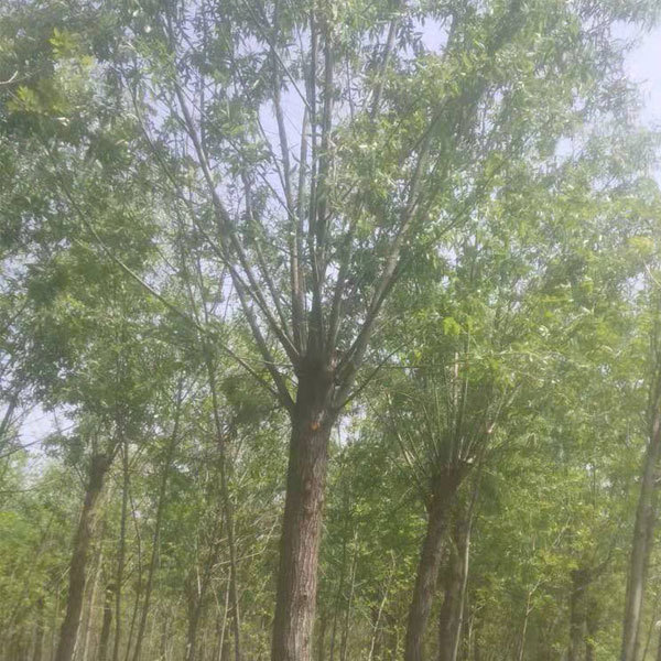 Fraxinus mandshurica/White ash seeds 1kg