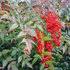 Nandina domestica Thunb seeds 1kg