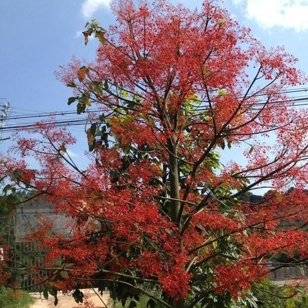 Brachychiton acerifolius/Australian flame tree seeds 1kg