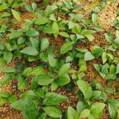 Cinnamon/Cinnamomum cassia seeds 1kg