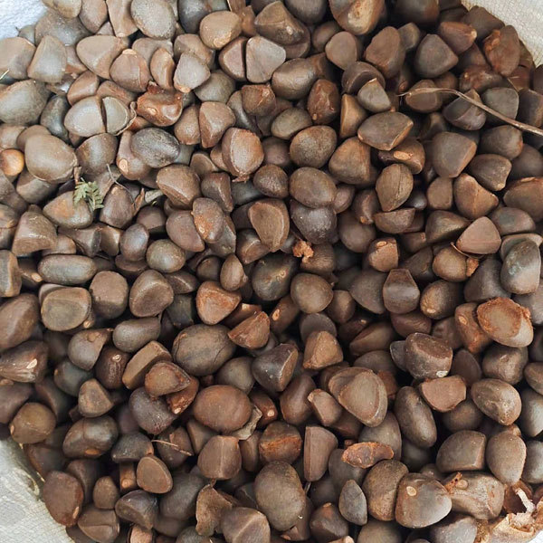 Camellia semiserrata/Camellia reticulata seeds 1kg