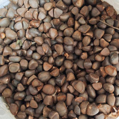 Camellia semiserrata/Camellia reticulata seeds 1kg