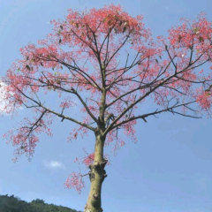 Spathodea campanulata/Chinese falme tree seeds 1kg