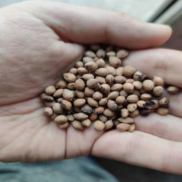 Padus virginiana seeds 1kg