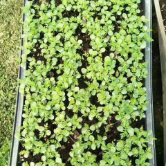 Chukrasia tabularis/chickrassy seeds 1kg