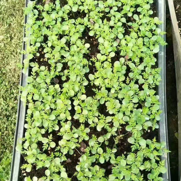 Chukrasia tabularis/chickrassy seeds 1kg