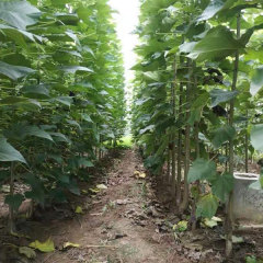 Catalpa bungei seeds 1kg