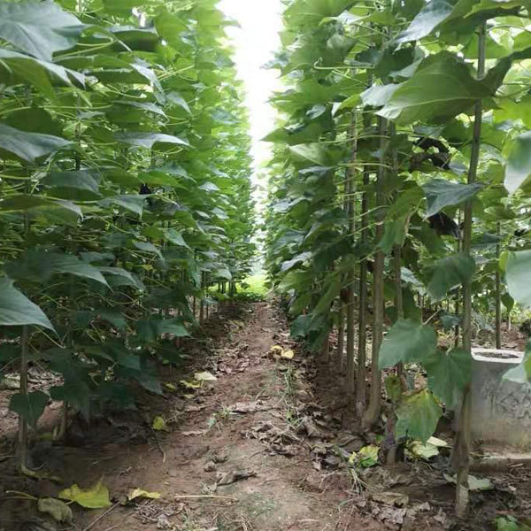 Catalpa bungei seeds 1kg