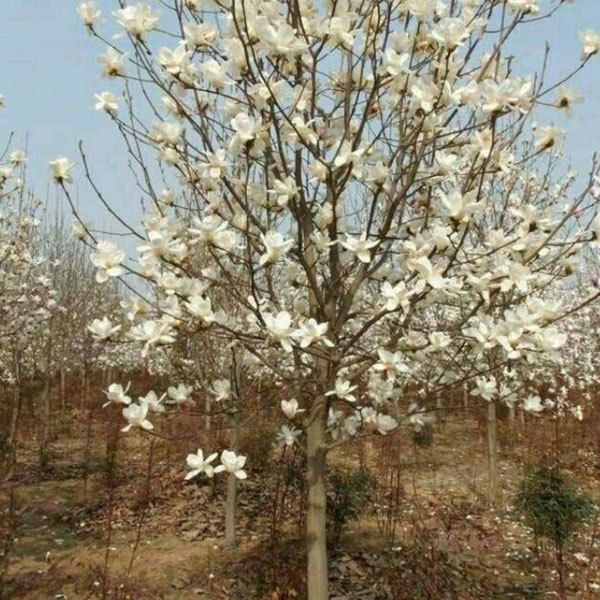 Magnolia denudata seeds 1kg