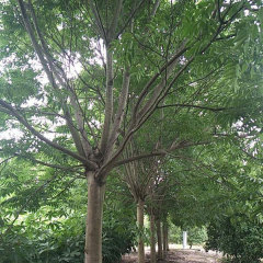 Sapindus mukorossi/Soapberry seeds 1kg