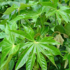 Fatsia japonica seeds 1kg