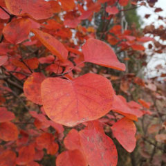 Cotinus coggygria seeds/ Cotinus coggygria Scop seeds 1kg