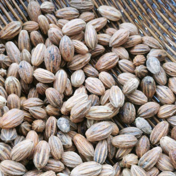 Chinese dove tree/Davidia involucrata Baill seeds 1kg