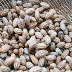 Chinese dove tree/Davidia involucrata Baill seeds 1kg
